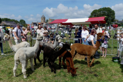 thumbnail_Foto-Roel-van-Deursen-Fokveedag-65e-editie-Hellevoesluis-2025-08-09-1