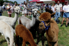 thumbnail_Foto-Roel-van-Deursen-Fokveedag-65e-editie-Hellevoesluis-2025-08-09-2