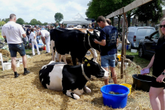thumbnail_Foto-Roel-van-Deursen-Fokveedag-65e-editie-Hellevoesluis-2025-08-09-3