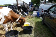 thumbnail_Foto-Roel-van-Deursen-Fokveedag-65e-editie-Hellevoesluis-2025-08-09-4