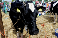 thumbnail_Foto-Roel-van-Deursen-Fokveedag-65e-editie-Hellevoesluis-2025-08-09-5