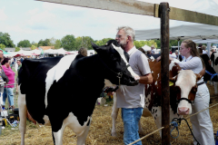 thumbnail_Foto-Roel-van-Deursen-Fokveedag-65e-editie-Hellevoesluis-2025-08-09-6