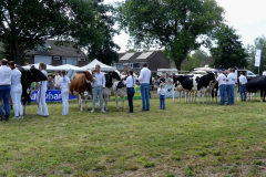 thumbnail_Foto-Roel-van-Deursen-Fokveedag-65e-editie-Hellevoesluis-2025-08-09-9