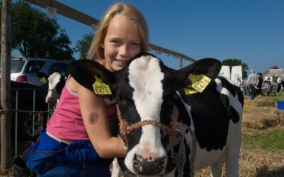 Fokveedag Hellevoetsluis: mooie koeien en snelle paarden