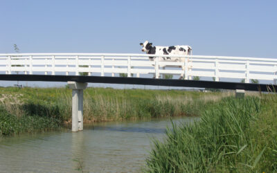 Volgt Mina 281 Bea 111 op als mooiste koe van de Zuid-Hollandse Eilanden?