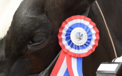 Wekken Holstein Carla 109 is de mooiste koe van de Zuid-Hollandse Eilanden