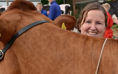 Fokveedag Hellevoetsluis 2014: mooie koeien en sterke mannen