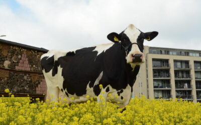 Nellie 87 dit jaar mascotte van de Fokveedag