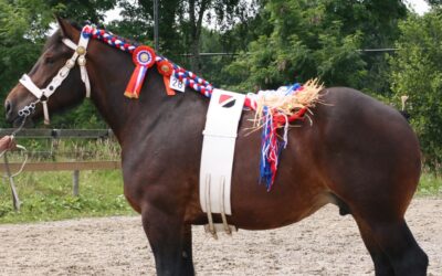 Grote paardenkeuring tijdens Fokveedag Hellevoetsluis