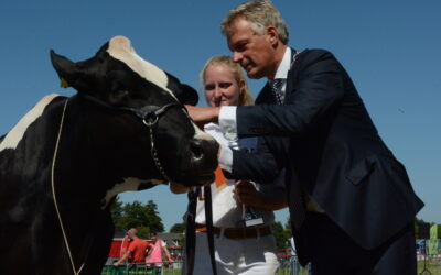 Carla 109 is weer de mooiste koe van de Zuid-Hollandse Eilanden