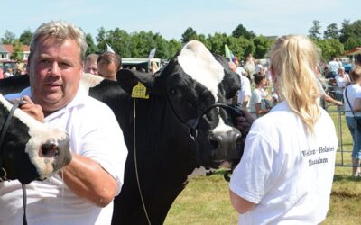 Recordaantal koeien op Fokveedag Hellevoetsluis