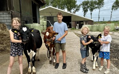 Oefenen met kalveren voorbrengen